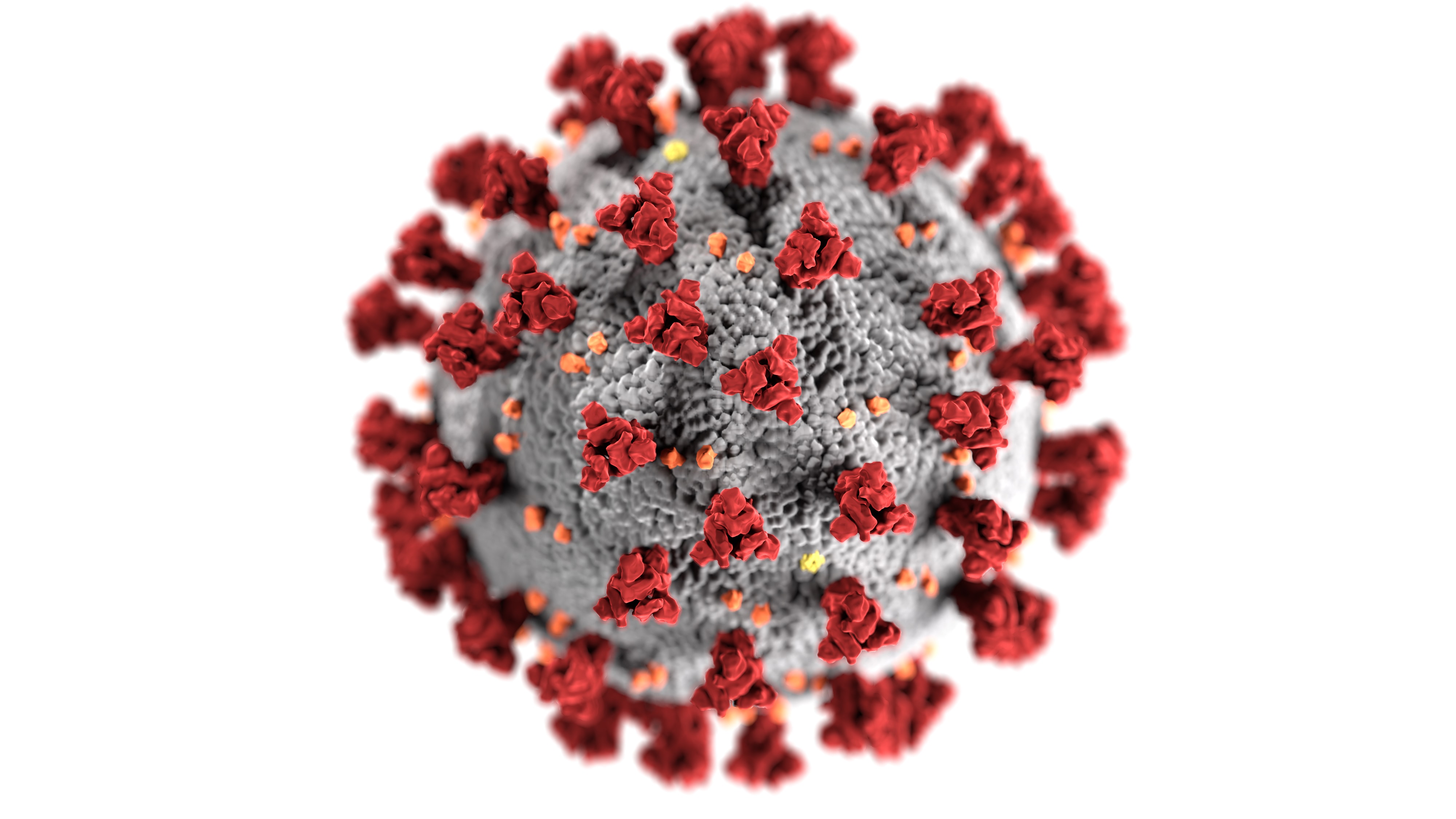 Coronavirus. Image credit CDC, Unsplash.